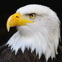 老鹰头像大全大图 霸气凶猛老鹰头像大图_微信头像图片大全