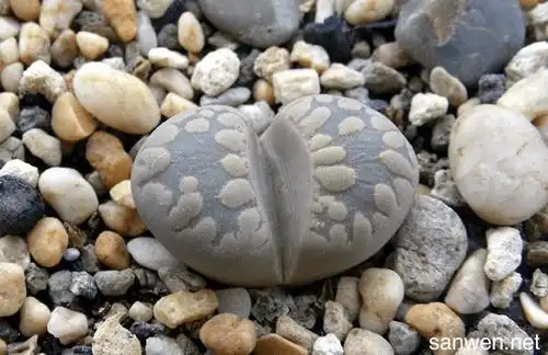 石头花的花语是什么