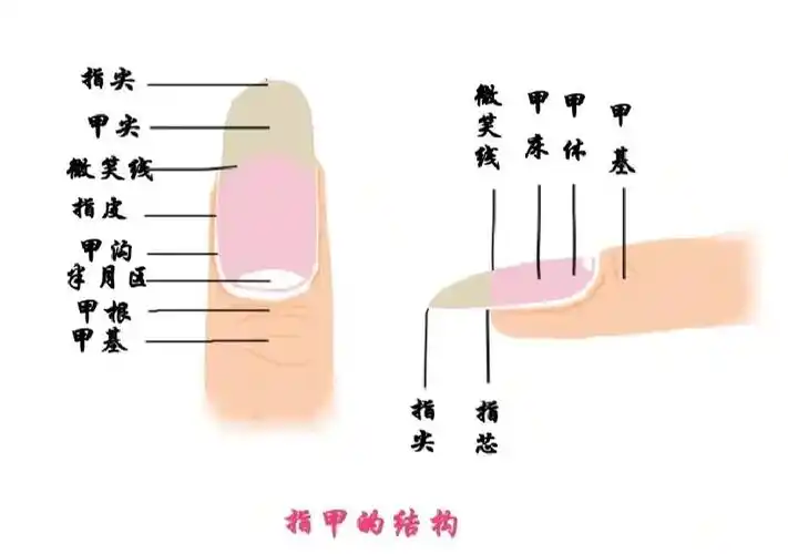 健康指甲标准和指甲的组成部分_甲床_保养_医疗健康_医疗健康其他