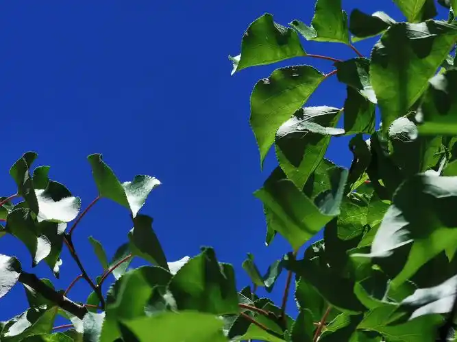 无滤镜之蓝天绿叶