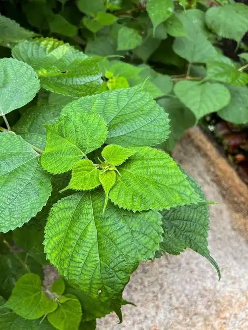 植物苎麻是长什么样子的啊? 苎麻(boehmeria nivea (l.) gaudich.