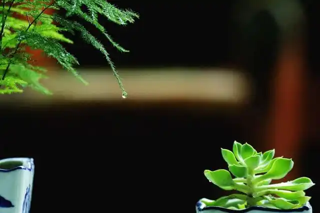 刘长卿很有禅意的一首诗,山林中寻觅道士,最后相对忘言