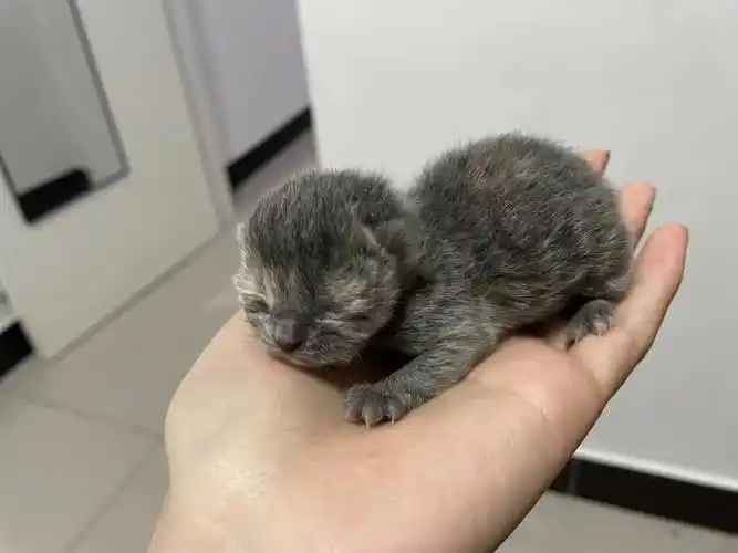 体型爸爸的纹路和卷毛[doge]#英短蓝猫  #德文  #蓝猫串德文  #串串猫