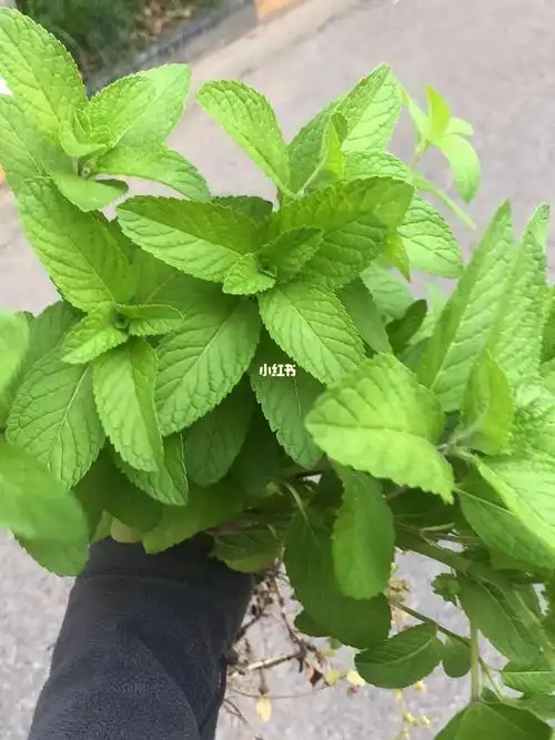薄荷啥品种呀