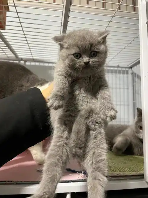 我的萌宠  #猫咪日常  #英短蓝猫