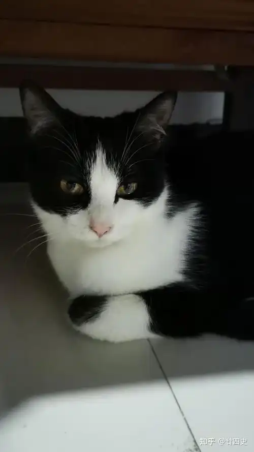 黑白色田园猫能有多好看