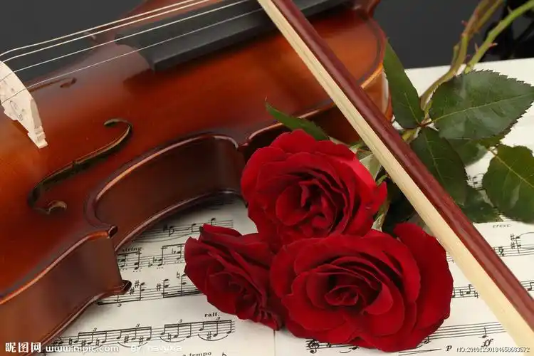 小提琴和玫瑰花图片