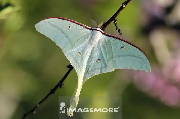 长尾水青蛾,日本人称它为月蛾,就是形容它会在暗夜里会发出如月色斑