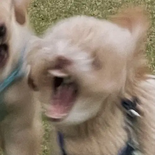 求这种沙雕又可爱的狗勾情头