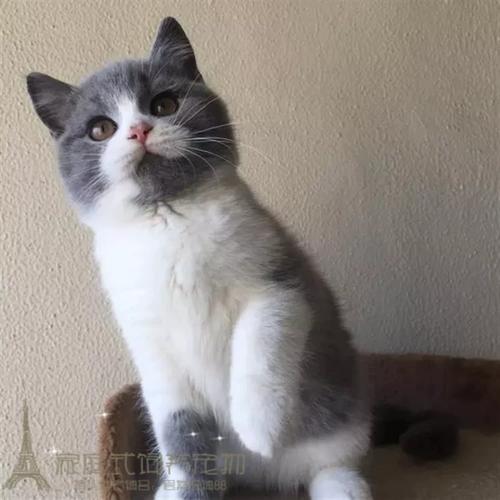 出售活体英国短毛猫纯种正八字蓝白英短幼猫家养宠物猫包养活p