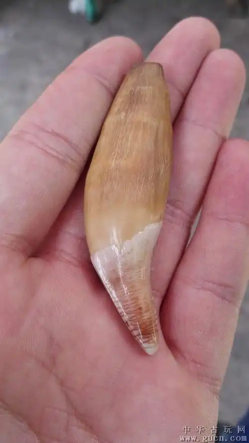 极品【完美】大个【熊牙】一枚