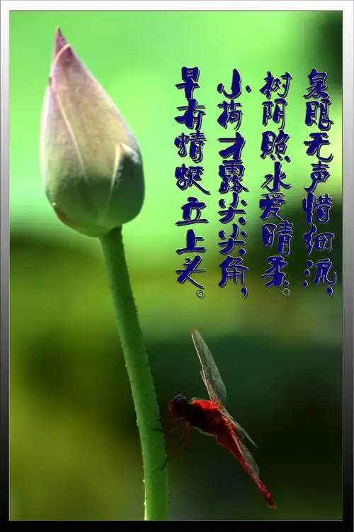 小荷才露尖尖角,早有蜻蜓立上头 - 苍龙之风 - 图虫