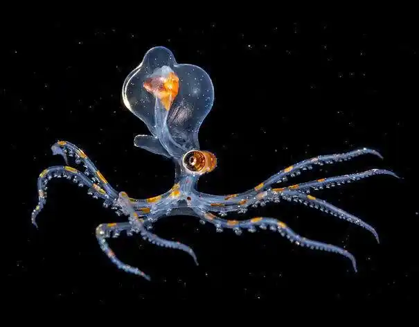 大自然里的神奇生物,你知道几个