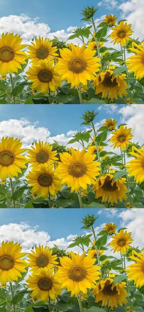 生活明朗 - 堆糖,美图壁纸兴趣社区