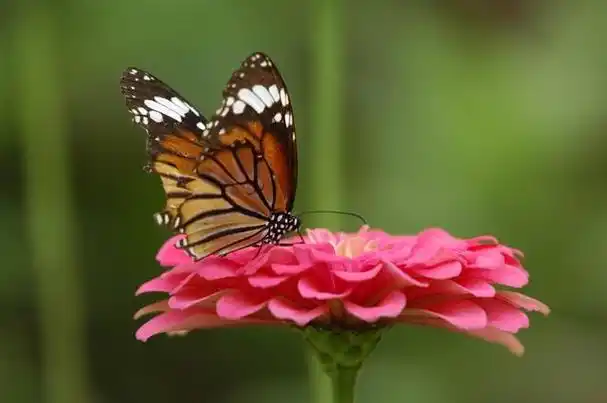 喜欢大自然,喜欢动物,植物,美好的事物;喜欢读书,写字,喜欢美好的风景