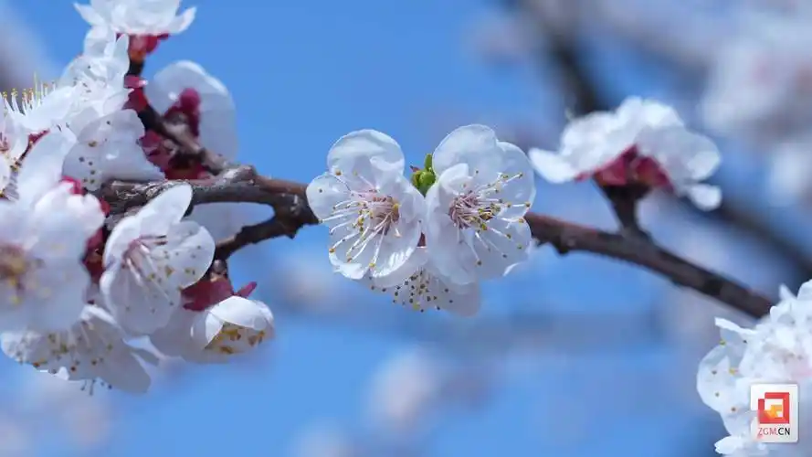 荣县:五里坡迎来"杏花时间"