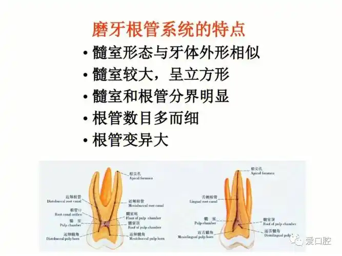仅供参考#口腔医学生
