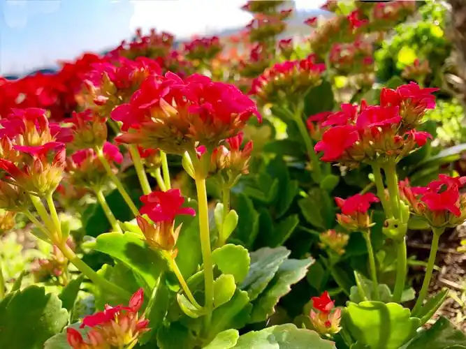 植枝矮小的长寿海棠