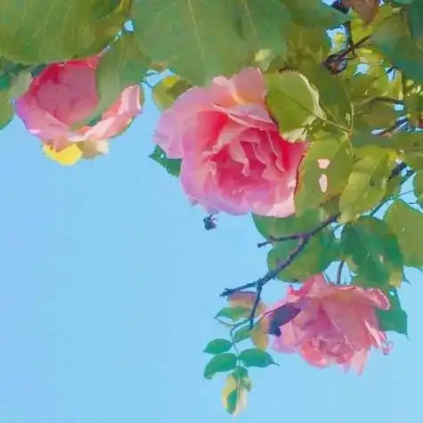 山水图片头像山水图片头像好运自然风景