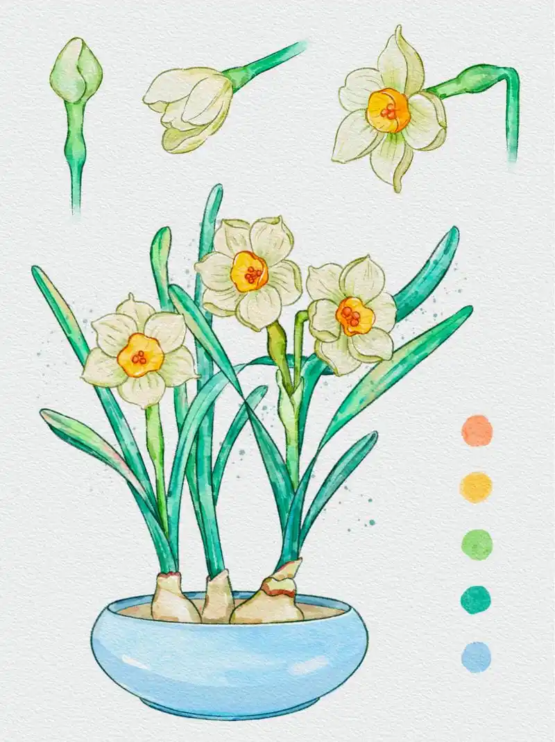 ipad水彩插画|画一盆水仙花 快过新年了,去逛逛花市,家家户户摆水仙!