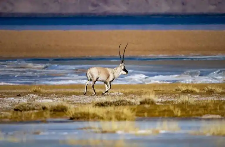 西藏色林错湖边的藏羚羊_新华社_湖畔_旦增尼