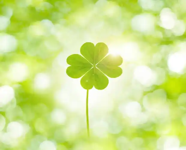 自由,美景,叶子,阴影,朦胧,模糊,光线,影子,景观,绿叶,四叶草,幸运草