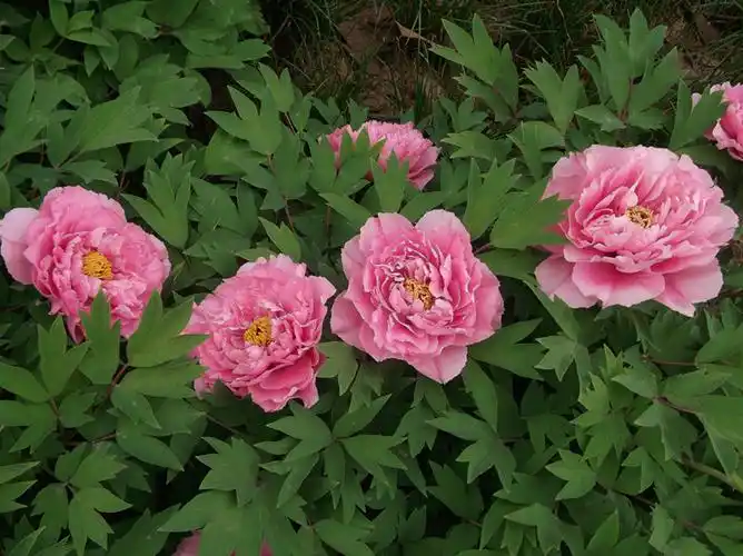 [分享]洛阳牡丹——银红巧对