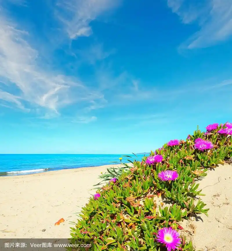 海边有粉红色的花