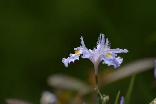 植物鸢尾花小清新高清电脑壁纸图片大全 第二辑