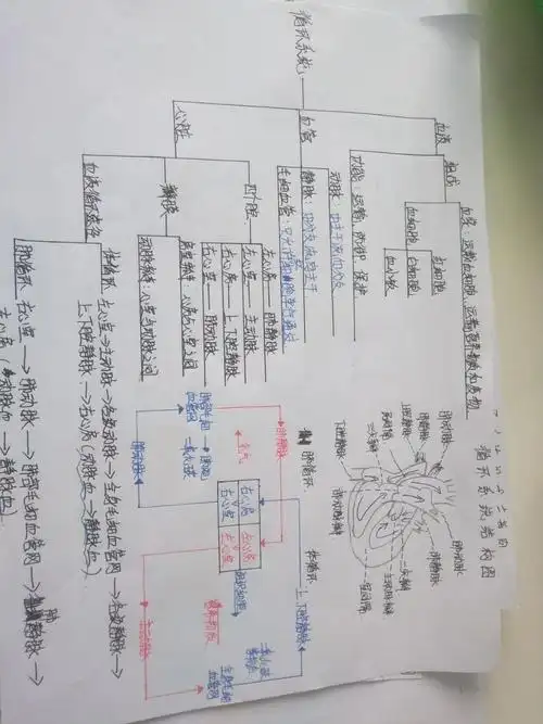 生物血液循环思维导图 生物血液循环思维导图手抄报图片