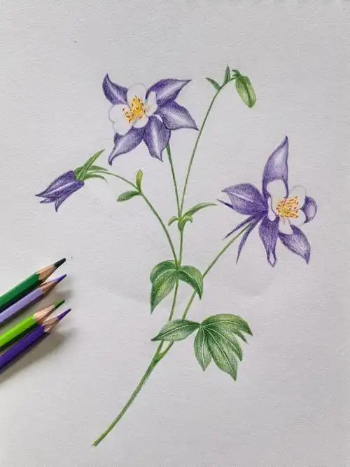 彩铅手绘  #彩铅绘画  #彩铅入门  #彩铅练习  #彩铅花卉  #画画的