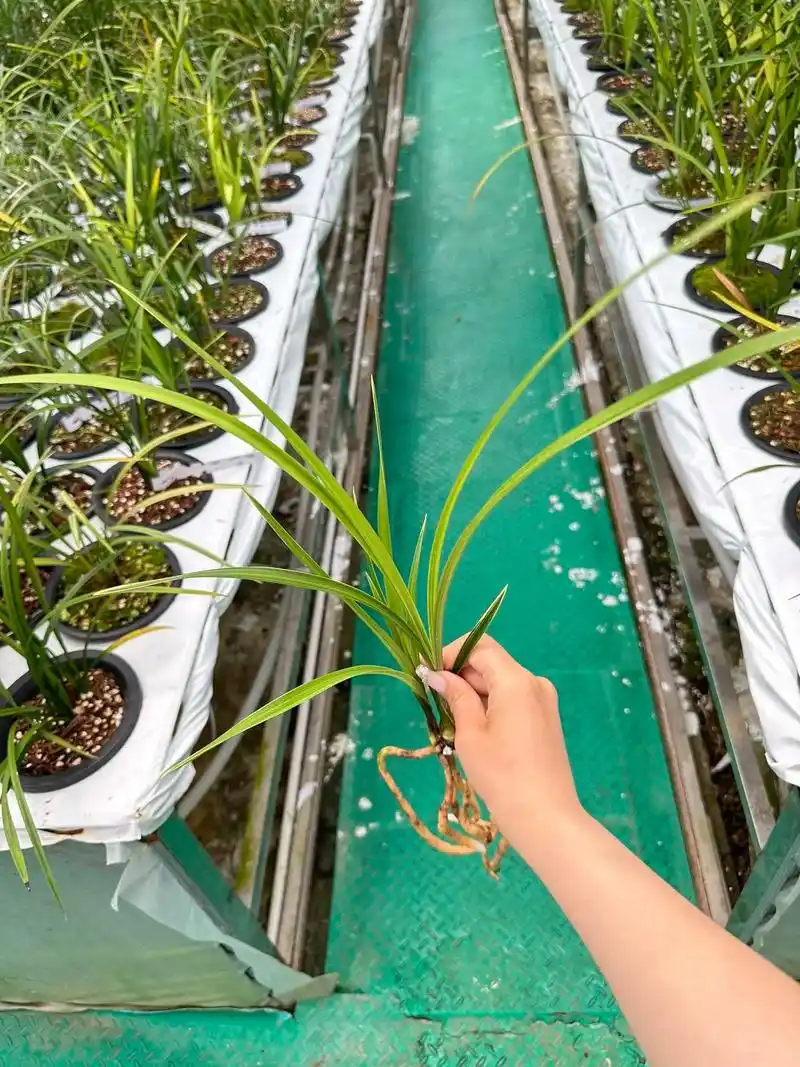 春剑福满堂分苗#兰草 #现场实拍 #精品兰花 #春剑 - 抖音