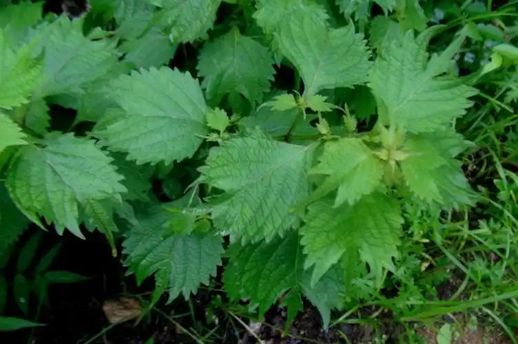 日月峡中草药香茶菜