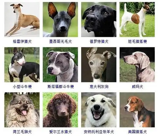 178个宠物狗品种图片大全宠物狗品种大全