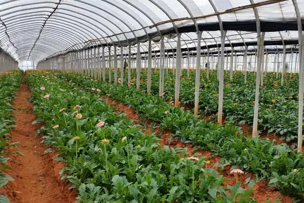 种植基地09 - 种植基地 - 晋宁昆阳张良花卉专业合作社