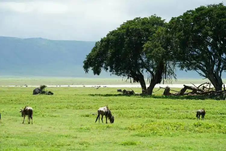 塞伦盖蒂稀树草原～草原生态的完整体系