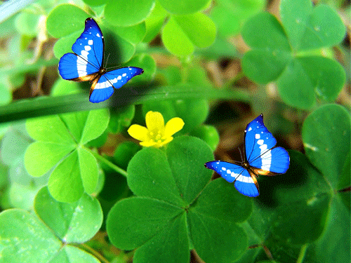 两只蝴蝶寄托爱情,那是梁