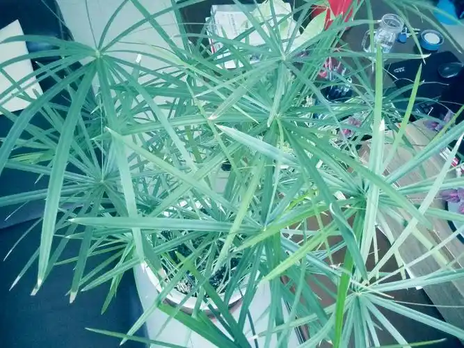 再生,有一次,我外出半月,家人忘记浇水,回来时,台湾竹已成枯枝败叶,东