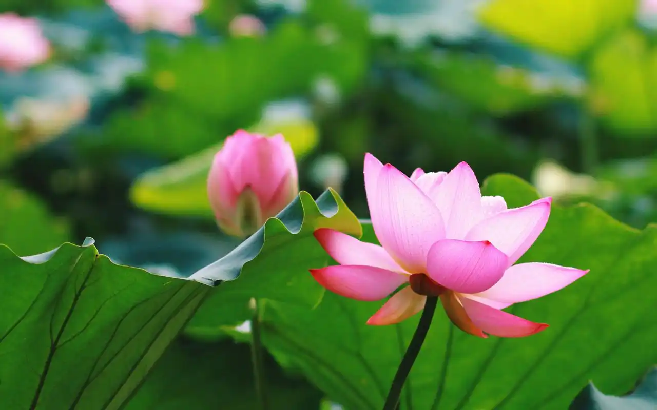 精选好看的粉色荷花高清图片素材桌面壁纸下载