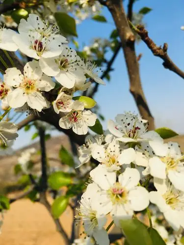 春的气息 大自然的美丽景色