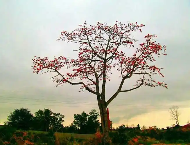 妈,一辈子太长,别催我,他会来