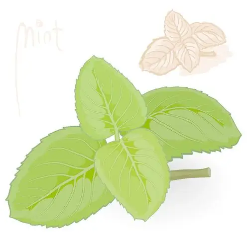 新鲜的薄荷向量