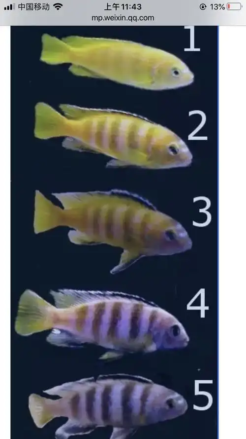 三湖慈鲷玩家 - 龙巅三湖慈鲷