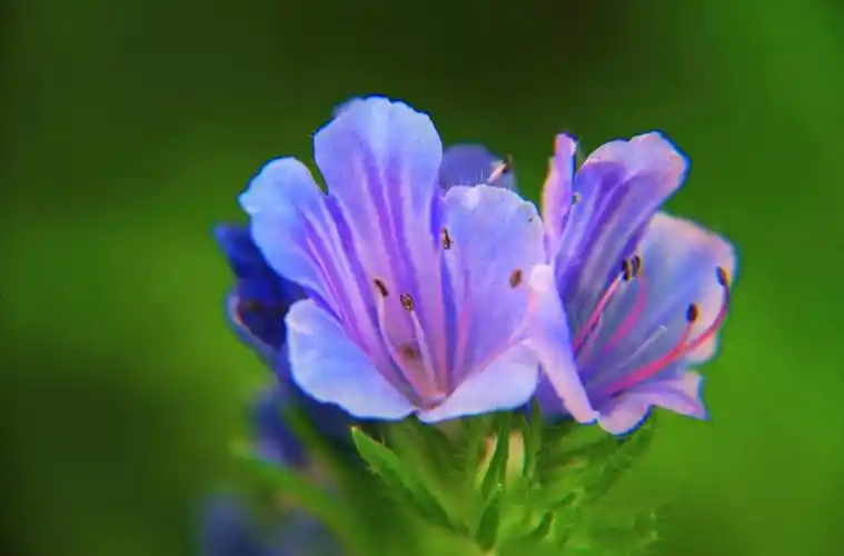 【首发】蓝蓟花