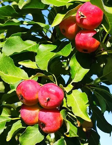 硕果累累压枝头大好丰收景色留