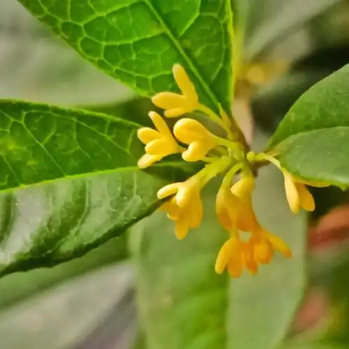 养了20天的桂花树开花了