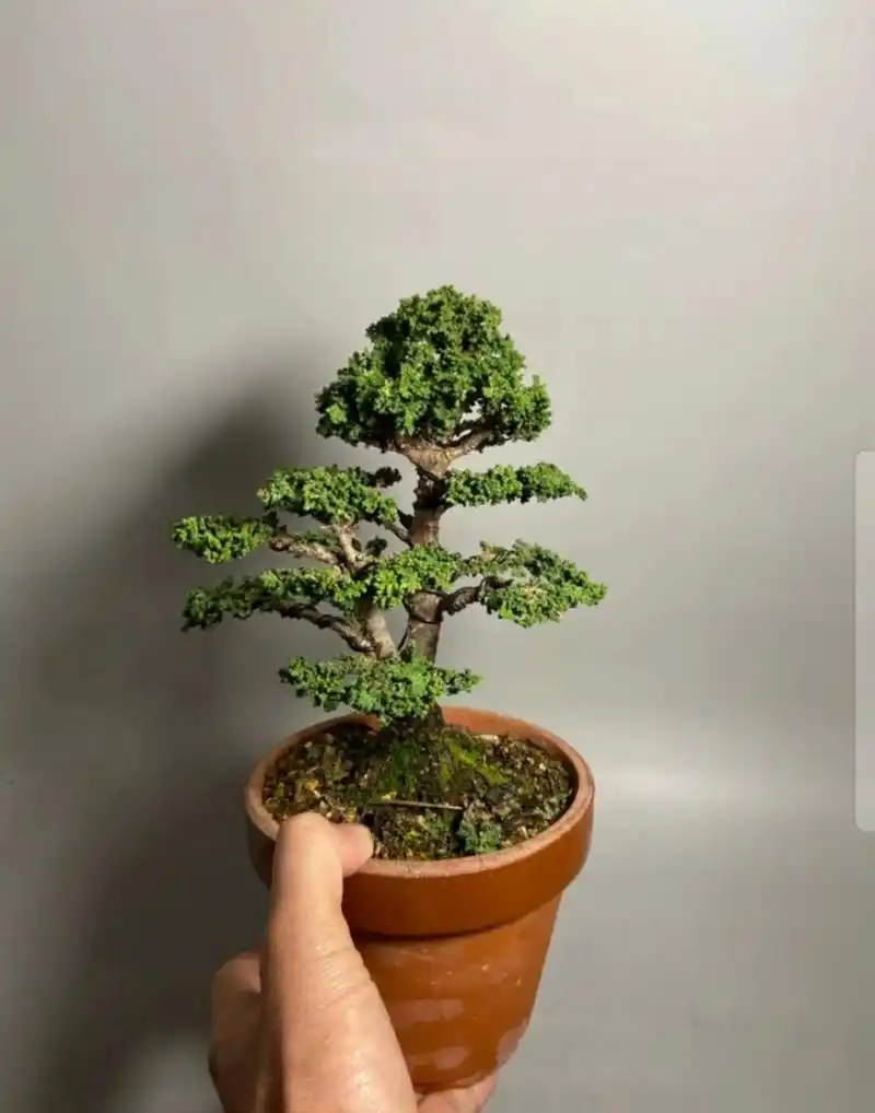 石化桧 石化桧 日本石化桧 一颗自然 不做作 大树型的石化桧 带点自己