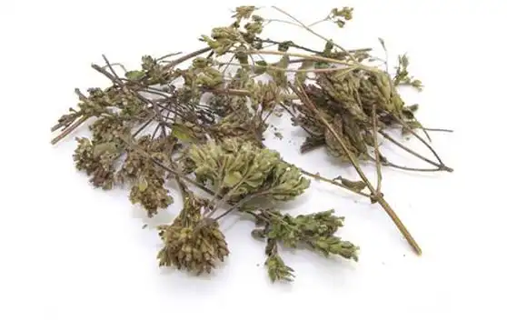 别名:江香薷,香茹.