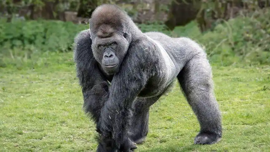 银背大猩猩一拳能击碎钢化玻璃,为什么打不过老虎?差在哪?