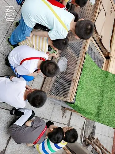 幼儿园大三班《我和小鸡的故事》 写美篇  老师带领孩子们来到小鸡房